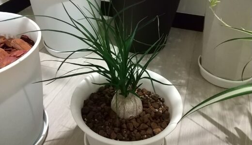 会社員10年目、刺激の薄れた日々の中で出会ったもの｜観葉植物と干し芋づくりの話