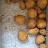 秋じゃがいもの芽が出た！植える時期は自然が教えてくれる