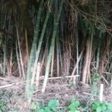 冬の訪れとともに始まる竹整備｜スズメバチが去り、楽園づくりの第一歩