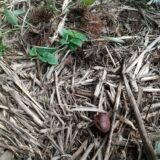 栗が実らない原因は一本だけの木？放棄地を豊かにする植樹の記録