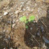 芽が出たじゃがいもは植えるだけで育つ？自然の力に任せた結果