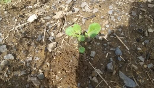 芽が出たじゃがいもは植えるだけで育つ？自然の力に任せた結果