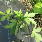 10月にやっと収穫！6月定植オクラの成長と反省記録