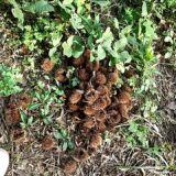 今年の栗は控えめでも、満足の秋。自然と生きる開拓記