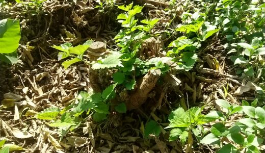 どれだけ叩かれても、根は折れない