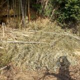 切った竹の葉を早く枯らす方法